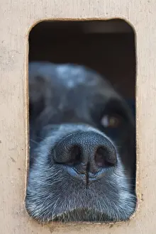 Dauphin: Truffle hunting dog Chartreuse Alps France
