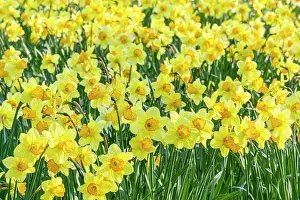 Trumpet: Trumpet Daffodil, Narcissus Rijnveld Early Sensation