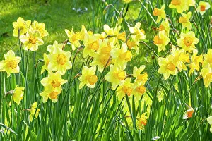 Trumpet: Trumpet Daffodil, Narcissus Rijnveld Early Sensation