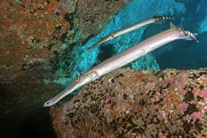 Trumpet: Trumpet fish (Aulostomus strigosus). Fish of the