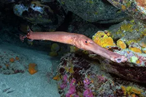 Trumpet: Trumpet fish (Aulostomus strigosus). Fish of the