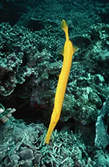 Aulostomus: Trumpet Fish - In hunting position