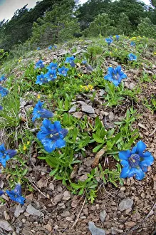 Gentiana: Trumpet gentian - Group on hillside