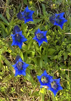 Gentiana: A trumpet gentian, on limestone