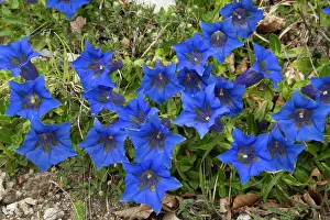 Trumpet: Trumpet gentian - in limestone grassland at 1500m
