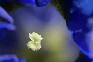 Trumpet: Trumpet Gentian - pattern looking into trumpet