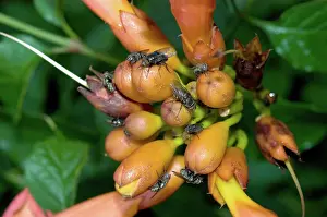 Trumpet: Trumpet Vine and Flies