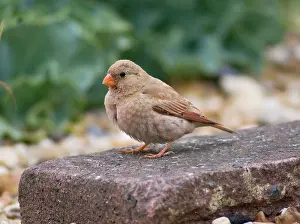 Trumpeter: Trumpeter Finch
