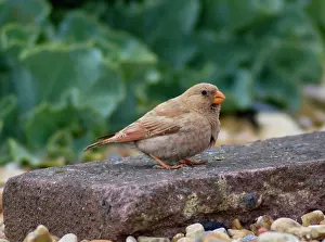 Trumpeter: Trumpeter Finch