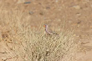 Rissani: Trumpeter Finch