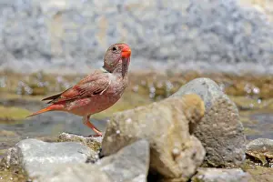 Trumpeter: Trumpeter Finch