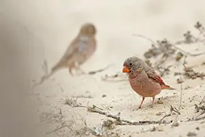 Trumpeter: Trumpeter Finch