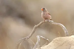 Trumpeter: Trumpeter Finch