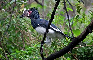 Bycanistes: Trumpeter Hornbill -