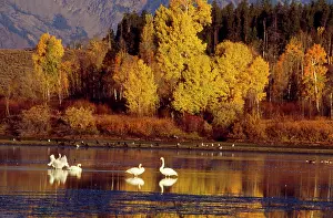 Trumpeter: Trumpeter Swan