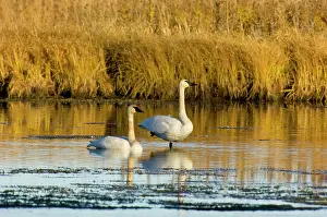 Trumpeter: Trumpeter Swan