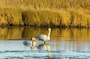 Trumpeter: Trumpeter Swan