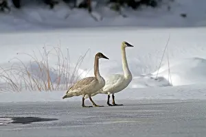 Trumpeter: Trumpeter Swan