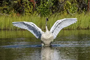 Trumpeter: Trumpeter swan