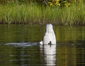 Trumpeter: Trumpeter swan
