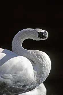 Trumpeter: Trumpeter Swan