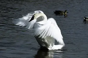 Trumpeter: Trumpeter Swan