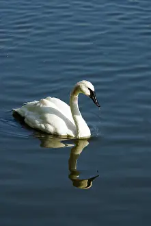 Trumpeter: Trumpeter Swan