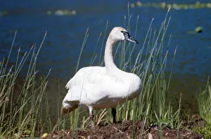 Trumpeter: TRUMPETER SWAN - ON BANKSIDE