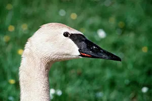 Maureen Brown: TRUMPETER SWAN - close-up of head