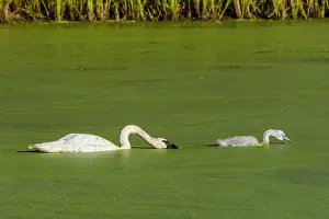 Cygnet: Trumpeter Swan (Cyngus buccinator) with cygnet feeding