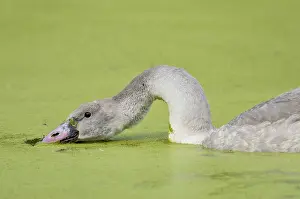 Cygnet: Trumpeter Swan (Cyngus buccinator) cygnet feeding
