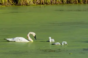 Cygnet: Trumpeter Swan (Cyngus buccinator) with cygnets