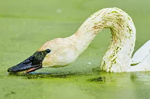 Trumpeter: Trumpeter Swan (Cyngus buccinator) feeding on duckweed