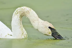 Duckweed: Trumpeter Swan (Cyngus buccinator) feeding on duckweed