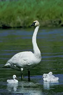 Trumpeter: Trumpeter Swan - family - June