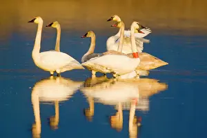 Banding: Trumpeter swan family in last light at pond