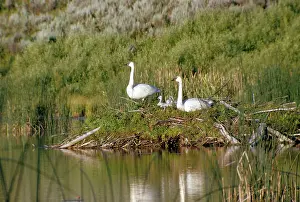 Trumpeter: Trumpeter Swan - family resting on old Beaver lodge