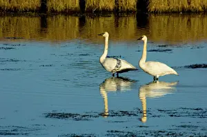 Trumpeter: Trumpeter Swan - June