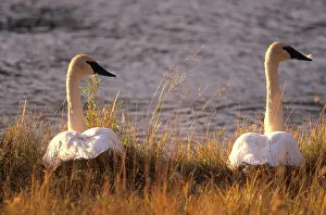 Trumpeter: Trumpeter Swan pair