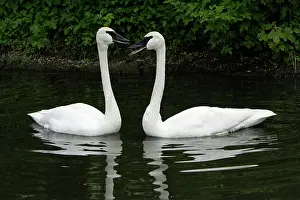 Trumpeter: Trumpeter Swan - pair courtship displaying on lake