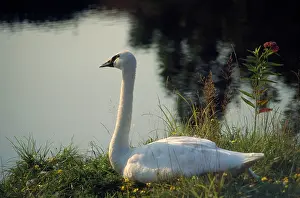 Trumpeter: TRUMPETER SWAN - SITTING, ON BANK