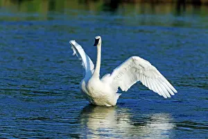 Trumpeter: Trumpeter Swan - stretching wings Madison River