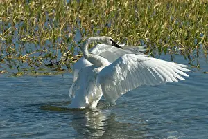 Trumpeter: Trumpeter swan - Wing stretching