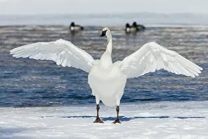 Yellowstone: Trumpeter swan, winter time wing stretch