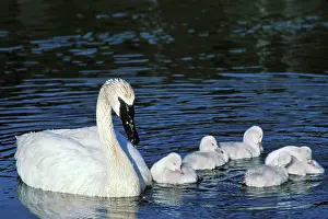 Cygnets: Trumpeter Swan - with young cygnets - June