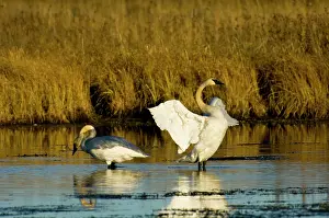 Trumpeter: Trumpeter Swans