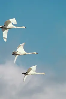 Trumpeter: Trumpeter swans