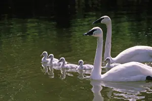 Cygnet: Trumpeter Swans