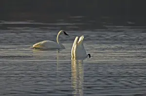 Trumpeter: Trumpeter Swans