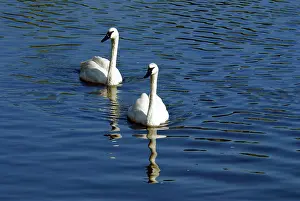 Trumpeter: Trumpeter Swans